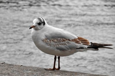 Close-up of seagull perching