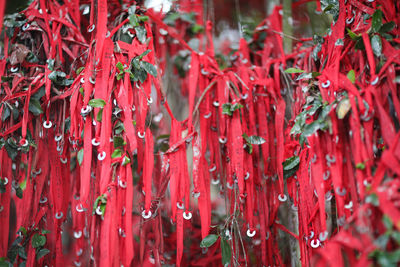 Close-up of wet red leaves in rainy season