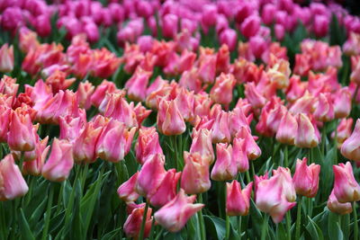 Close-up of pink flowers on field