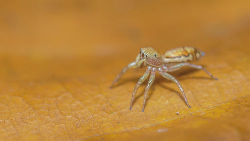 Close-up of spider