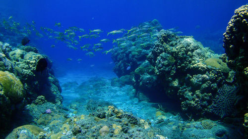 Close-up of fish swimming in sea