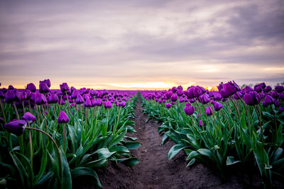 Scenic view of field of tulips against sky during sunset in germany 