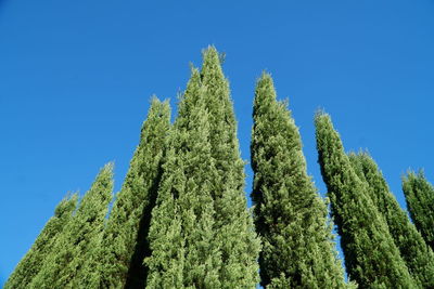 Low angle view of fresh green tree against blue sky