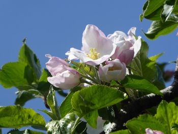 Close-up of cherry blossoms against clear sky