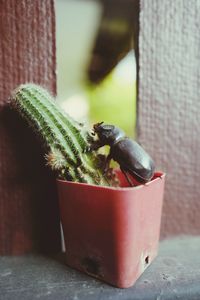 Close-up of succulent plant