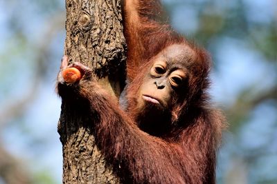 Close-up of a monkey