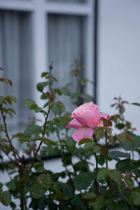 Close-up of pink flowers blooming outdoors