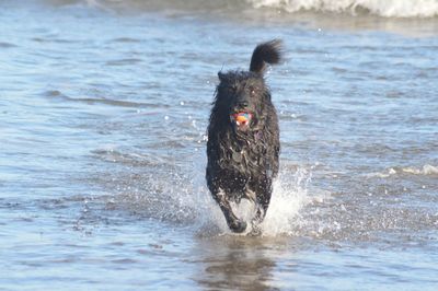 Dog in water