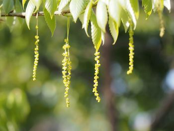 Close-up of catkins growing in park