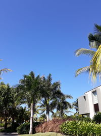 Low angle view of coconut palm trees against clear blue sky