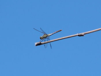 Dragonfly on stick against clear blue sky