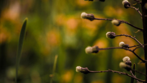 Close-up of flower against blurred background