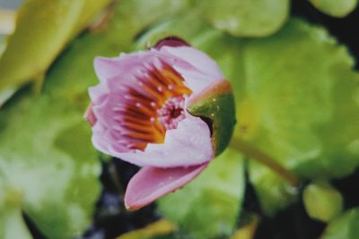 Close-up of purple rose flower