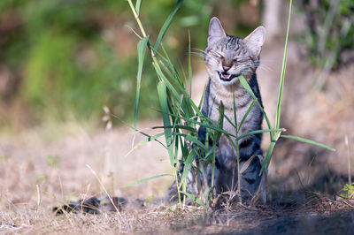 Portrait of cat on field