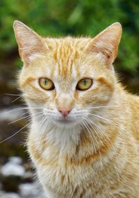 Close-up portrait of cat