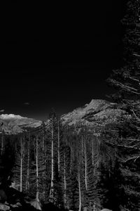 Scenic view of trees at night