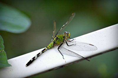 Close-up of damselfly perching on leaf