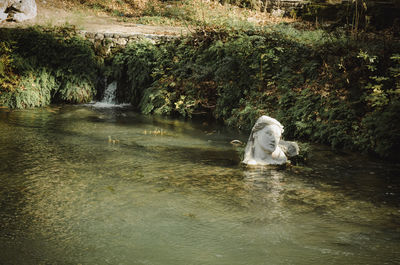 View of horse in water