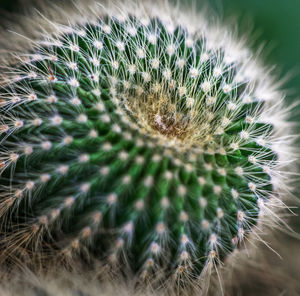 Close-up of cactus