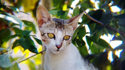 Portrait of cat on tree