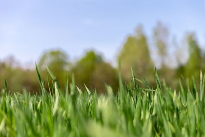 Close-up of grass on field against clear sky