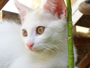 Close-up portrait of white cat