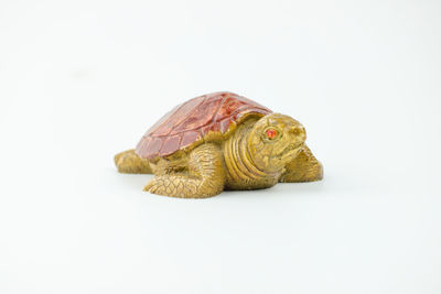 Close-up of turtle against white background