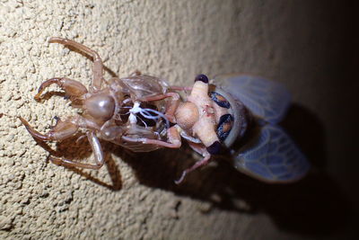 Close-up of crab