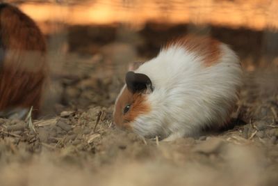 Close-up of a rabbit on land