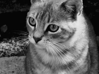 Close-up portrait of cat