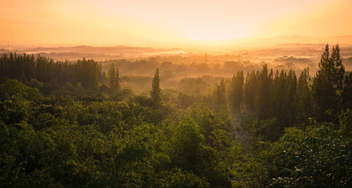 Trees on landscape against sky during sunset