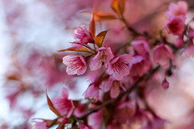 Close-up of pink cherry blossoms