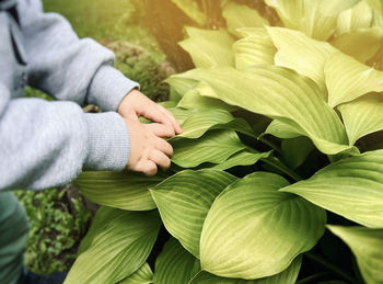 A small child's hand reaches the green leaves of hosta. proximity to nature.