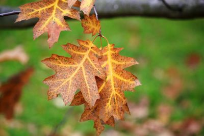 Close-up of maple leaves