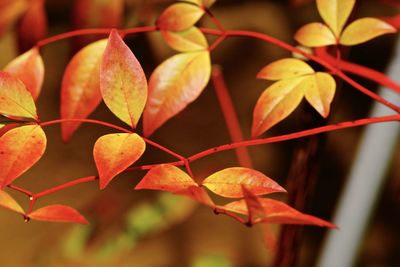 Close-up of orange leaves