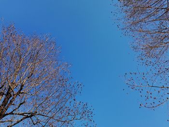 Low angle view of tree against clear blue sky