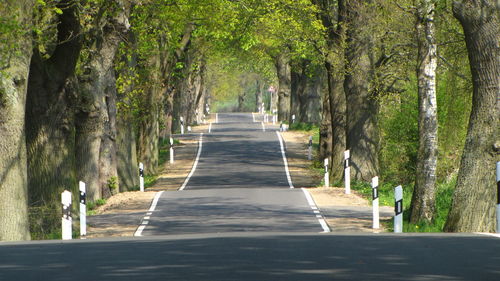 Empty narrow road along trees