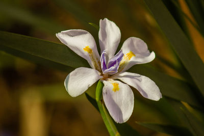 Close-up of white crocus flower