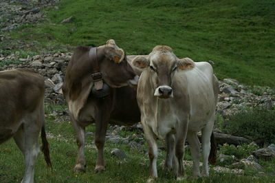 Cows standing in a field