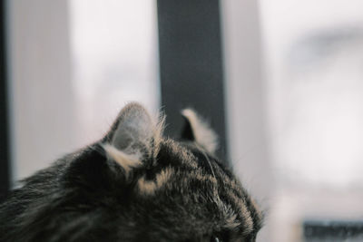 Close-up of a cat