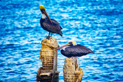 Birds perching on a sea