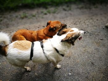 High angle view of dog on street