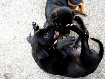 High angle view of horses