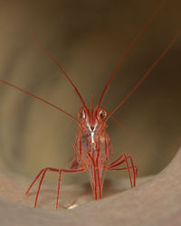 Lysmata pederseni, the peppermint shrimp