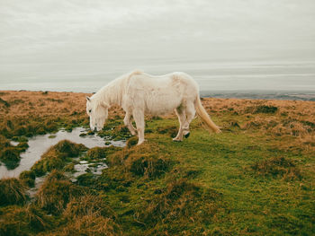 Horse grazing on field