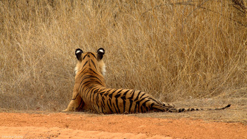 Tiger in zoo