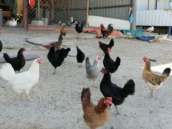 Group of birds on the ground