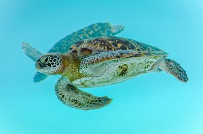 Close-up of turtle swimming in sea