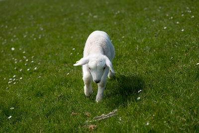 Cute baby lamb on green grass