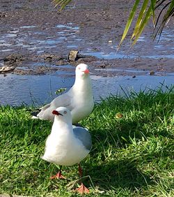 Seagull on a field